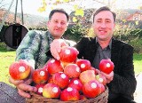 Sądecczyzna: łąckie jabłka jedyne w Unii Europejskiej