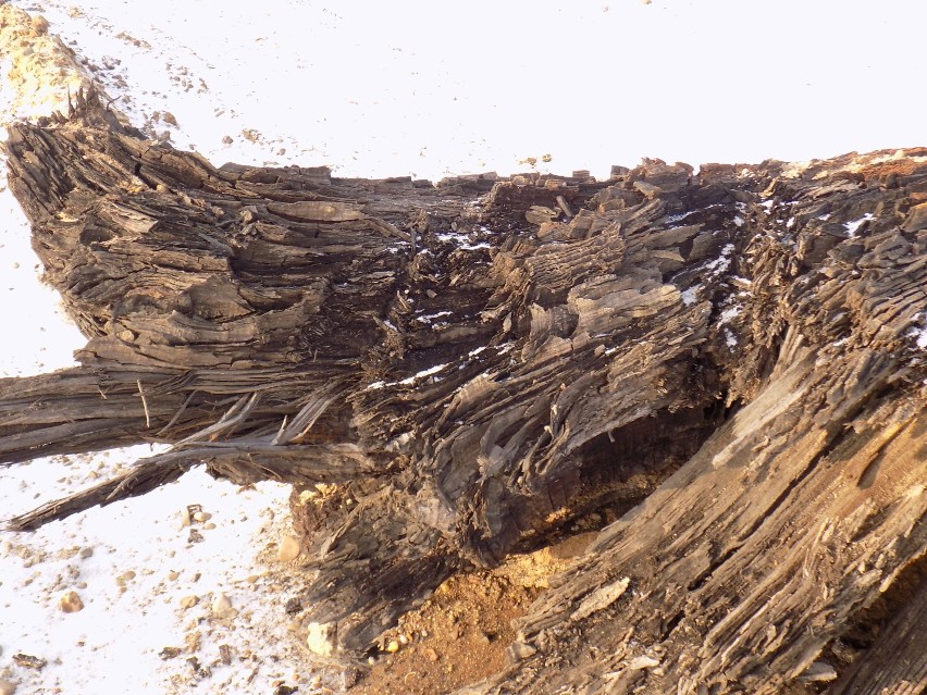 W okolicach Dębicy w Dolinie Wisłoki można znaleźć czarne dęby [FOTO,WIDEO]