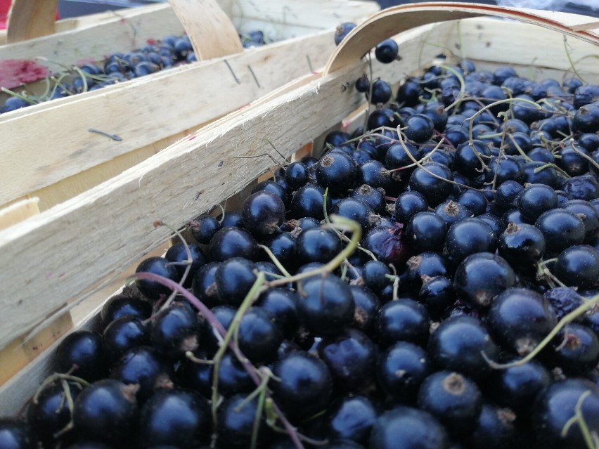 Porzeczka czarna 15,00zł/kg