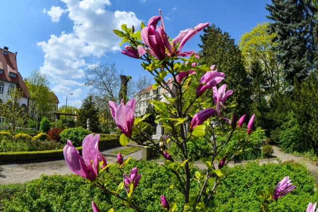 Ogród Botaniczny UKW w Bydgoszczy przechodzi metamorfozę. Niebawem znów zostanie otwarty dla mieszkańców.