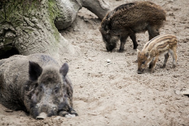 10.04.2016 bydgoszcz myslecinek zoo mlode zwierzeta warchlaki dziki kozy fot. filip kowalkowski / polska press