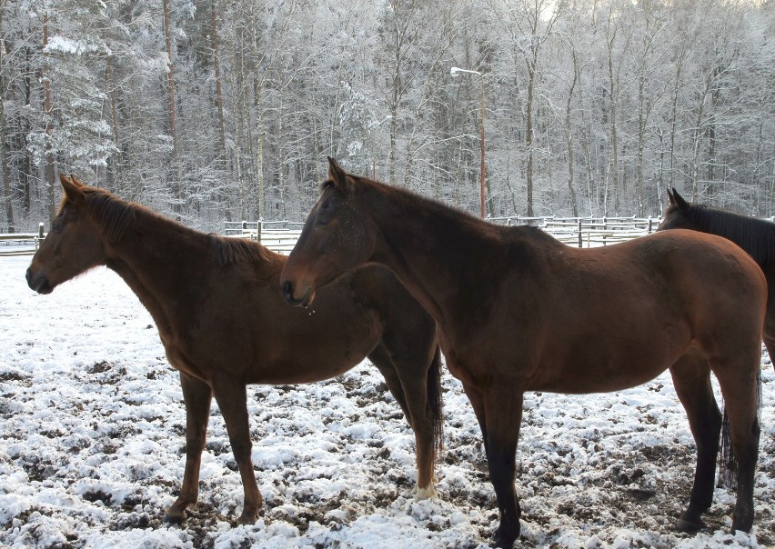 Z wizytą w  stadninie koni w Raculce (zdjęcia)
