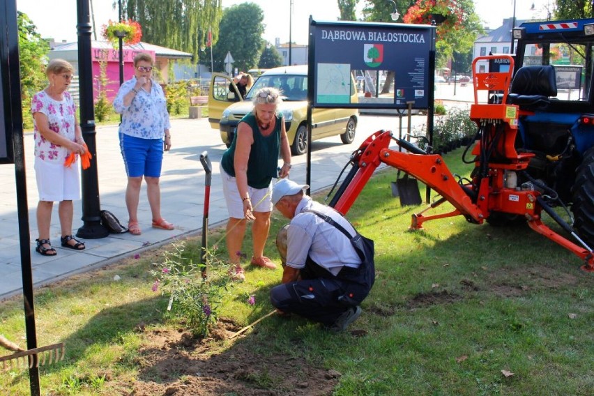 Azjatyckie sadzonki zakwitną w parku w Dąbrowie Białostockiej. Posadzili je seniorzy wspólnie z burmistrzem