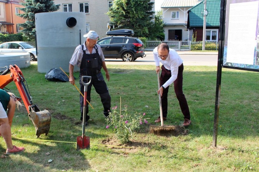 Azjatyckie sadzonki zakwitną w parku w Dąbrowie Białostockiej. Posadzili je seniorzy wspólnie z burmistrzem