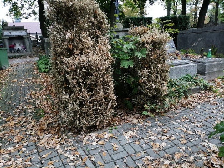 Ćma bukszpanowa sieje spustoszenie w Tarnowie. Z bukszpanów zostały suche kikuty [ZDJĘCIA] 6.10.