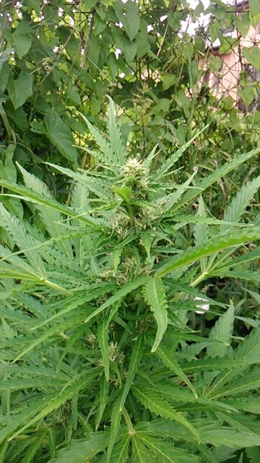 Policja znalazła 91 krzewów marihuany na gorzowskiej posesji [ZDJĘCIA, WIDEO]