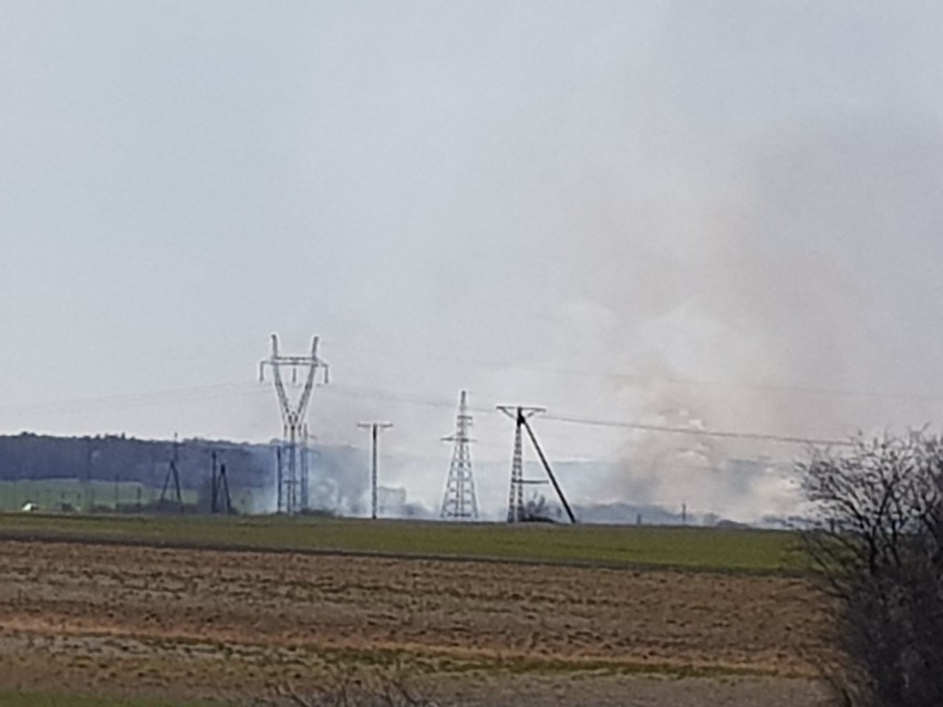 Potężny pożar traw w okolicach Chełma. Dym widać z odległości wielu kilometrów