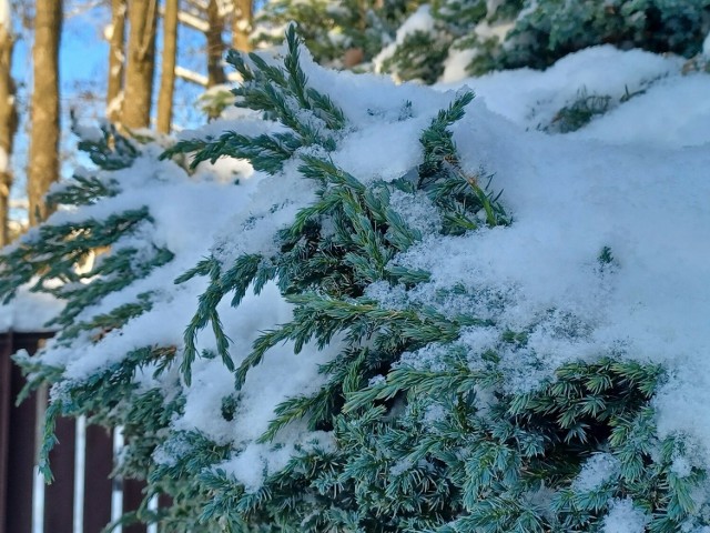 Pod ciężarem śniegu gałęzie mogą się odkształcać, a nawet łamać. Dlatego śnieg z drzewek i krzewów powinno się strząsać.