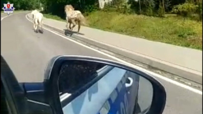 Powiat kraśnicki. Galopem w stronę ekspresówki. Policjanci schwytali uciekające kucyki [WIDEO]