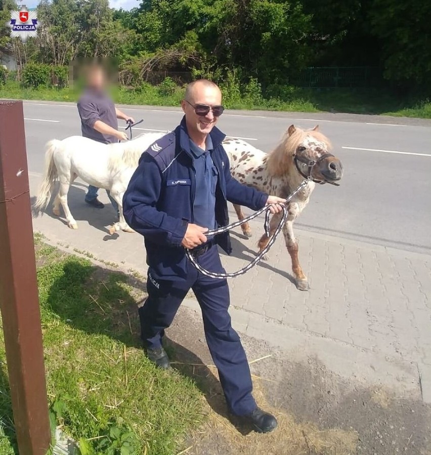 Powiat kraśnicki. Galopem w stronę ekspresówki. Policjanci schwytali uciekające kucyki [WIDEO]