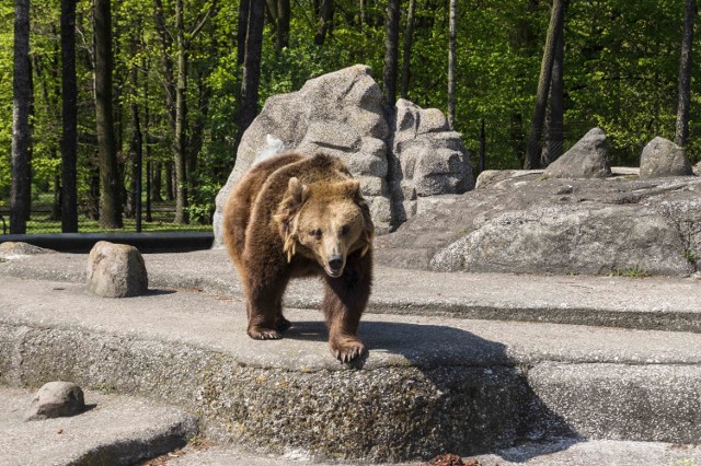 Darmowe wejście do ZOO