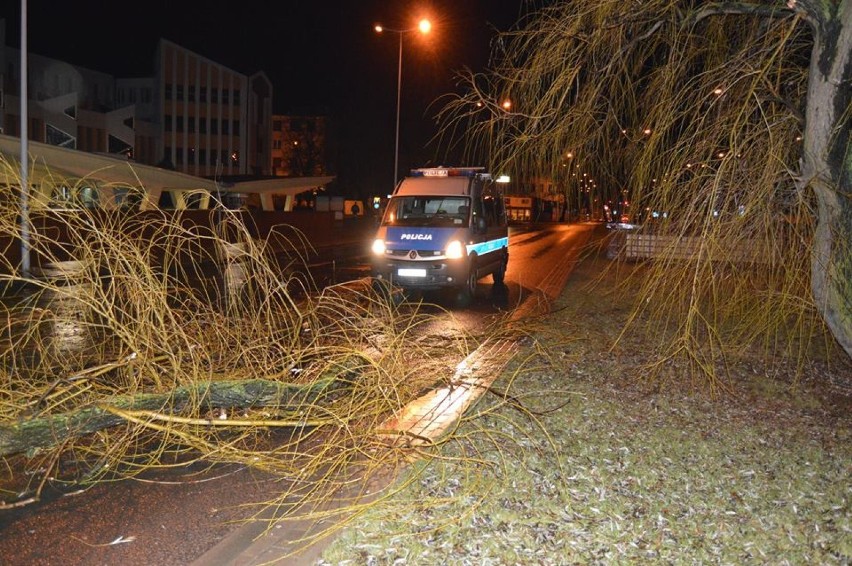 Złamane drzewo spadło tuż przed nadjeżdżające BMW na "jedynce" 