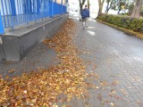Pamiętasz o sprzątnięciu liści z chodnika?