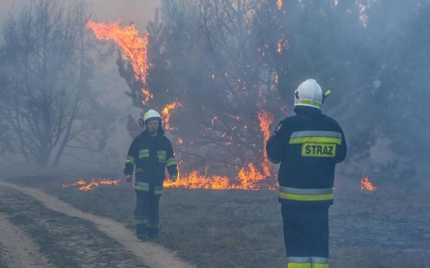 Od początku roku w województwie opolskim strażacy odnotowali...