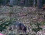 Leśna kamera nagrała spacerującego wilka w Nadleśnictwie Choczewo
