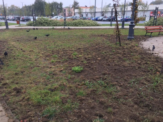 Trawniki w Pleszewie wyglądają tragicznie! Mieszkańcy dopytują, co się z nimi dzieje. Okazuje się, że wszystkiemu winne są... kruki