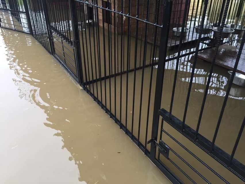 Woda zalała schronisko psów w Borku, 90 zwierząt zostało ewakuowanych [ZDJĘCIA]