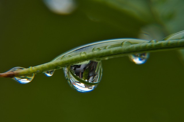 Mieszkańcy gminy Żary mogą się starać o dofinansowanie na ogród deszczowy