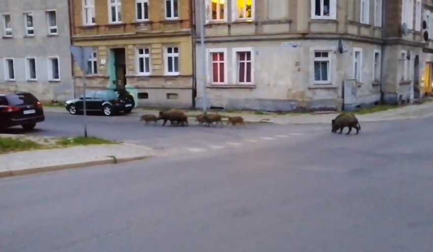 Dziki znowu w Legnicy. Stado dzików przeszło przez ulicę Głogowską. Zobacz ten niezwykły film!