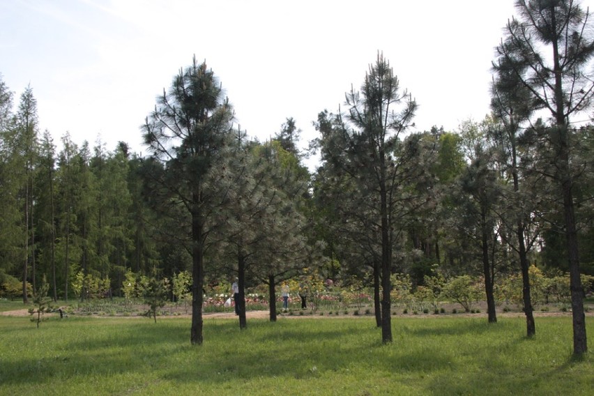 Zapraszamy do odwiedzania Arboretum Leśnego im. prof. Stefana Białoboka w Stradomi koło Sycowa (GALERIA)