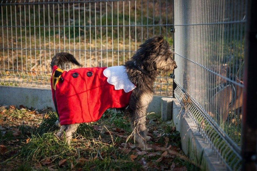 Bezdomne psy z azylu w Dębicy czekają na święta w ciepłym domu! Nie kupuj, zaadoptuj!