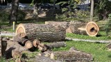 Wielka wycinka drzew na Plantach Salinarnych w Bochni, usunięto już kilkadziesiąt obiektów. Zobacz zdjęcia