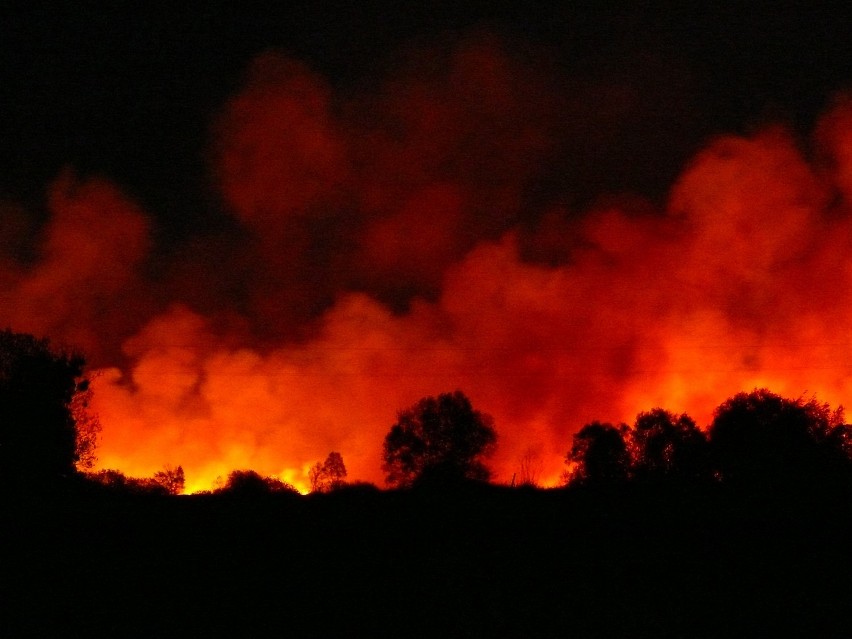 W rezerwacie przyrody Bagno Serebryskie wybuchł pożar. Zdjęcia i Film