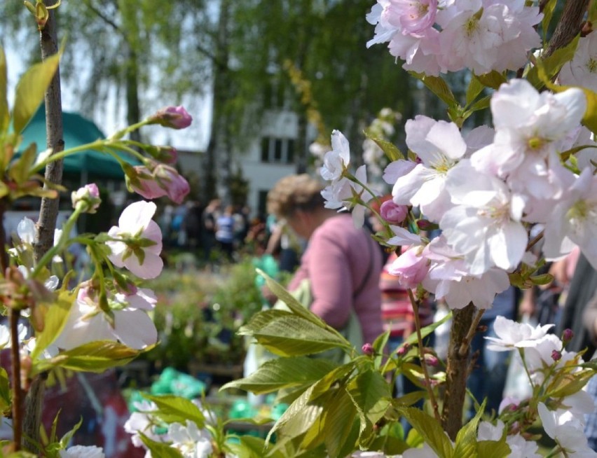 Już w ten weekend VI Wiosenne Targi Ogrodnicze w Starym Polu
