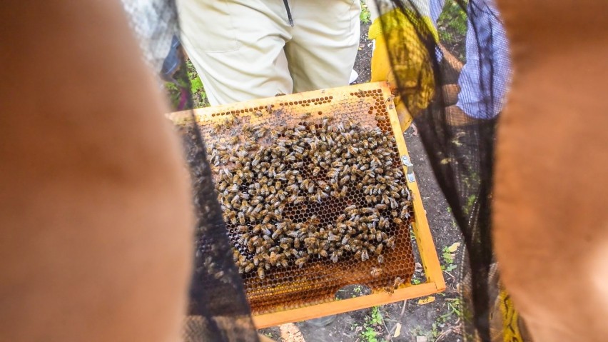 Czesław Mozil z pszczołami zmienia świat. I Ty stwórz raj dla pszczół! #BEEaHERO
