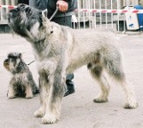Powiat słupski: Policjanci uratowali potrąconego psa. Ares ma się dobrze