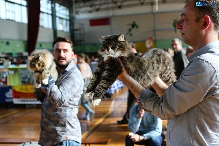 Najpiękniejsze koty na wielkiej wystawie w Szczecinie [zdjęcia, wideo]