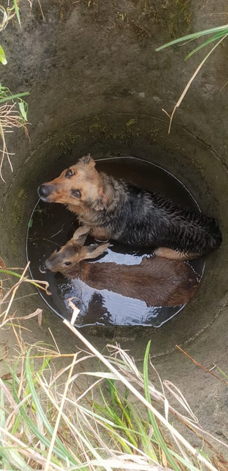 Pies i sarna uwięzieni w studni. Strażacy pospieszyli im na ratunek! 