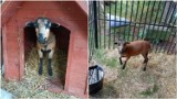 Tarnów. Urząd Miasta poszukuje właściciela kozy. Zwierzę znaleziono w rejonie dworca PKP w Tarnowie