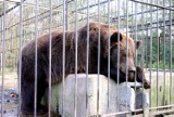 Niedźwiedzie dotrą do zoo w Poznaniu jesienią