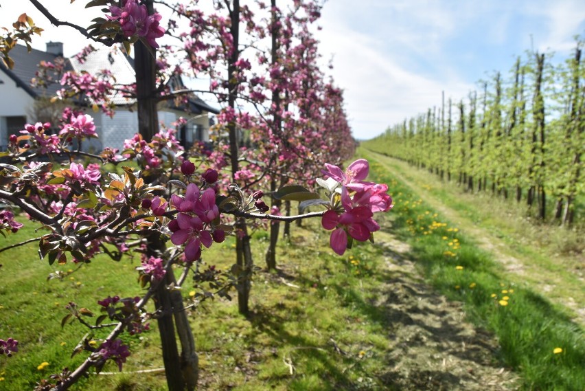 Zakwitły sady przy ulicy Klikowskiej w Tarnowie. Rosnące w nich drzewa jabłoni obsypane są tysiącami pięknych i pachnących kwiatów. Zdjęcia!