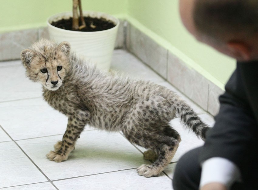 Prezentacja małej samicy geparda w zoo w Łodzi [ZDJĘCIA]