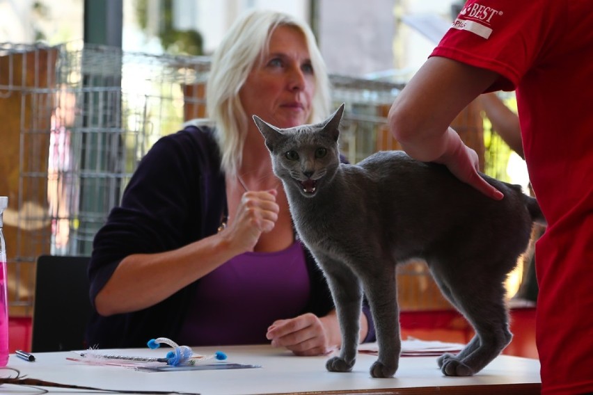 Wystawa Kotów Rasowych wielokrotnie odbywała się już we...