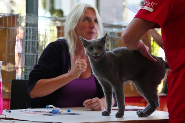 Wystawa Kotów Rasowych wielokrotnie odbywała się już we Wrocławiu