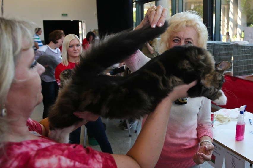 Wystawa Kotów Rasowych wielokrotnie odbywała się już we...