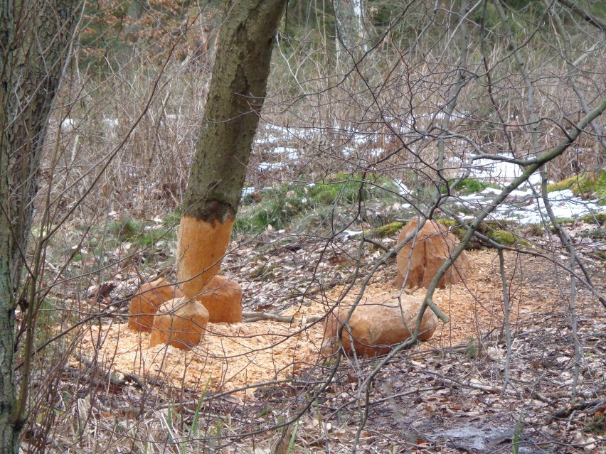 Piesze ścieżki Wdzydzkiego Parku Krajobrazowego