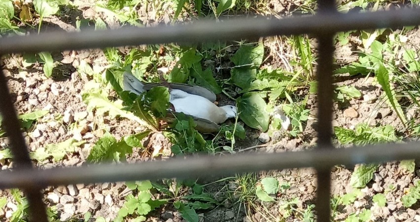 Martwy ptak w ptaszarni w parku miejskim w Kielcach (WIDEO)