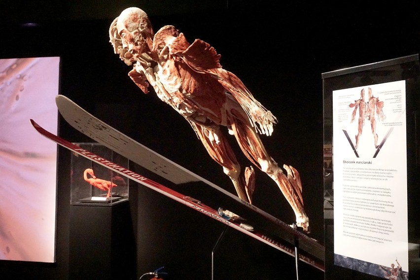 Body Worlds: Rzeźby z ludzkich ciał w Poznaniu