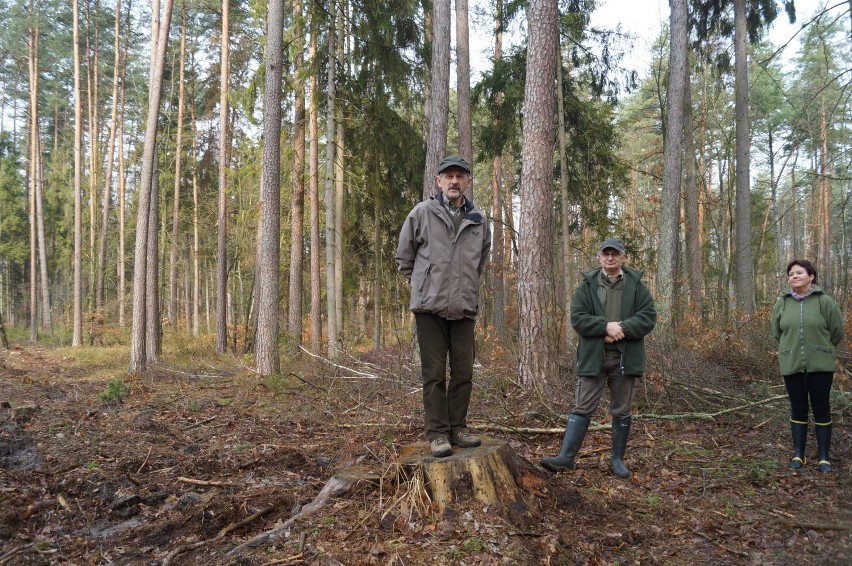 Sadzenie lasu 2015. Posadzono ok. 2 tys. drzew dębowych [ZDJĘCIA]