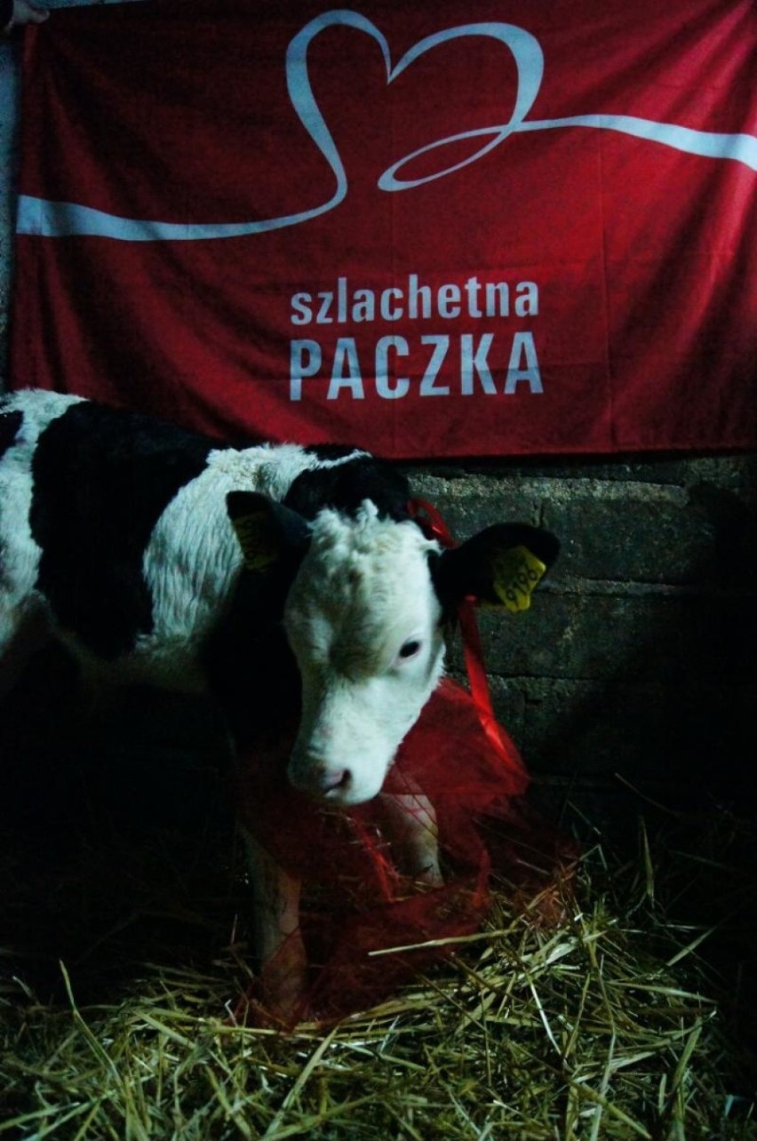 Szlachetna Paczka 2015: rodzina z Istebnej otrzymała pomoc oraz... byka