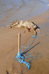 Makabryczne odkrycie na plaży Zbiornika Jeziorsko. Pomóżcie odnaleźć sprawcę!