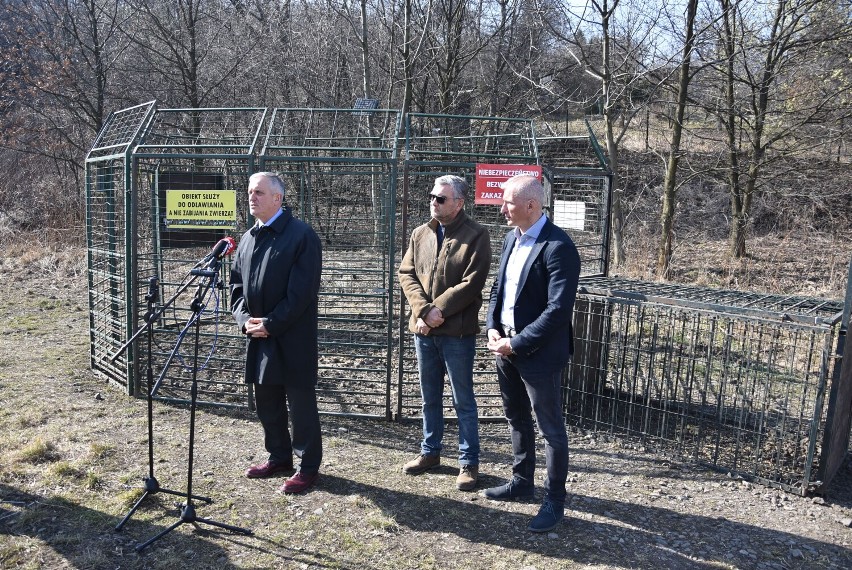 W Wałbrzychu odłowili i wywieźli do lasu blisko 40 dzików