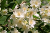 Arboretum Kórnickie: Kwitną jaśminowce [ZDJĘCIA]