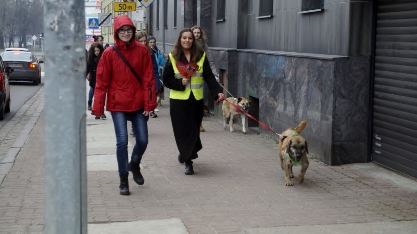 Walentynkowy spacer z bezdomniakami odbył się w niedzielę,...