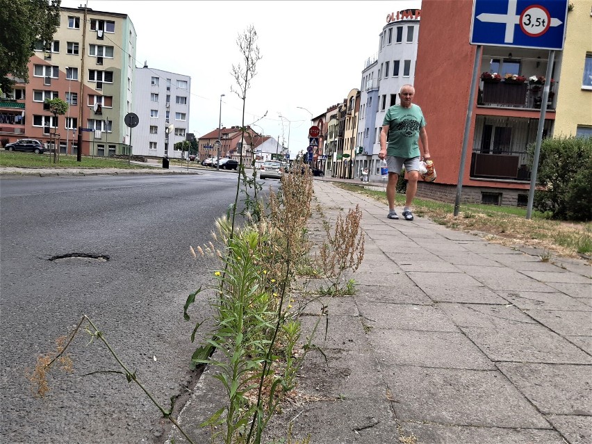 Chwasty rosnące na ul. Konopnickiej w Goleniowie sięgają...