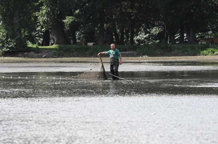 Oleśnica: Gigantyczne ryby w stawie (ZDJĘCIA)